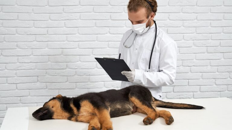 Laboratório veterinário: como escolher um serviço confiável para seu pet?